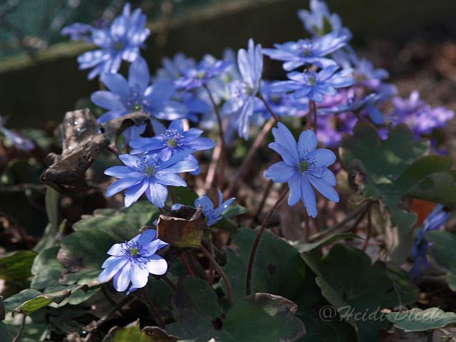 Hepatica transsylvanica Karpatenkrone.JPG